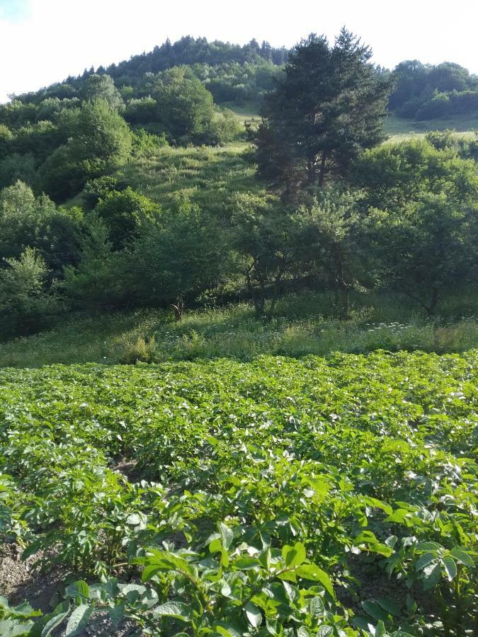 메스티아 Raul Lushnu Darbaz B&B 외부 사진